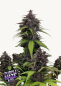 Preview: Samen 3x Purple Haze Automatik Fast Buds